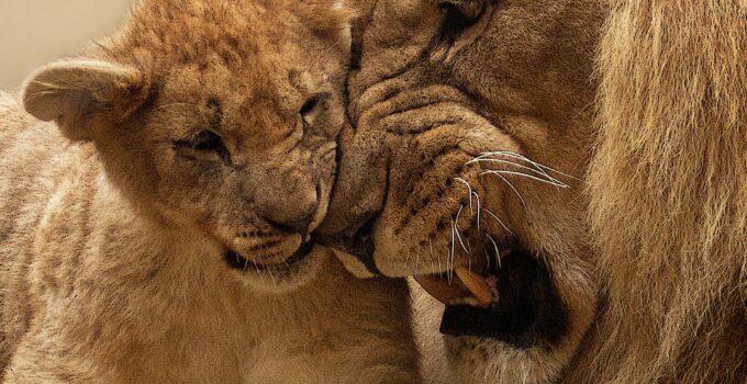 Copenhagen Zoo kills 4 lions, weeks after shooting giraffe